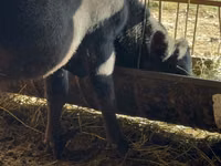 Bulle, Aberdeen-Angus — Foto 2