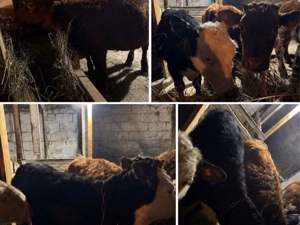 गाय, Simmental cattle — कज़ाखस्तान