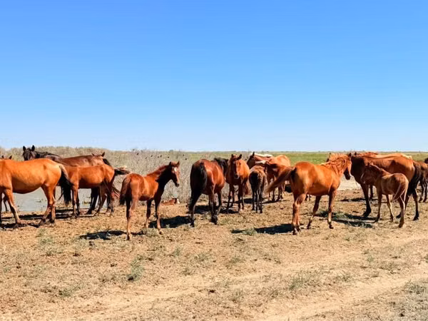 فرس, Kazakh horse — كازاخستان