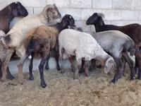 كبش, الأغنام — الصورة 8
