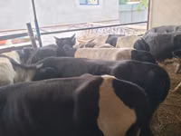 Buqa, Swiss cattle — 4-rasm