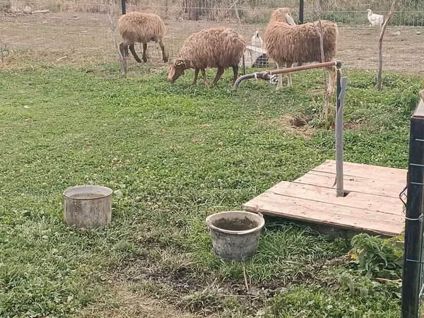 Oveja, Ovejas