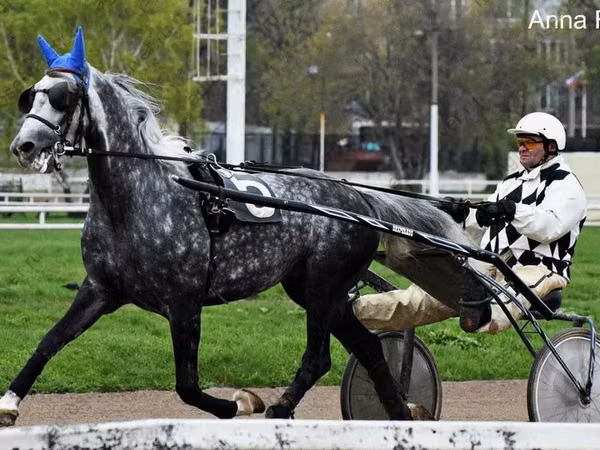 Hengst, Orlov Trotter