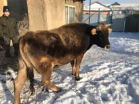 Kuh, Latvian Blue cattle — Foto 1