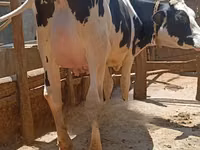 母牛, Holstein breed — 照片 1