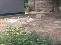 Goat, Goats — photo 6