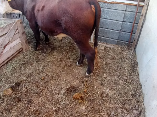 Bulle, Rinder