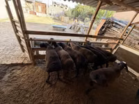 Qo‘ylar (partiya, jinsi ko‘rsatilmagan), Hissar sheep — 3-rasm