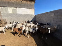 عنزة, الماعز — الصورة 2