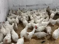 Leghorn — 1-rasm