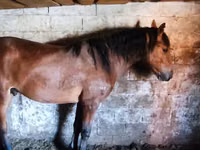خيول (دفعة، الجنس غير محدد), Horse breed — الصورة 4