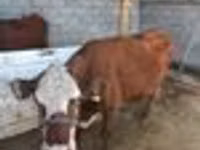 Cow, Latvian Blue cattle — photo 7