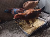 Chickens — 4-rasm