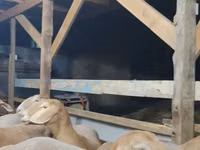 Widder, Arashan sheep — Foto 3