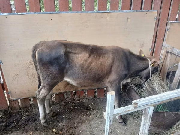 公牛, Cattle — 吉尔吉斯斯坦