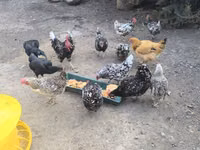 Chickens — Foto 3