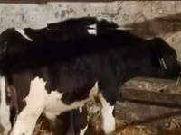 公牛, Russian Black pied cattle — 照片 3