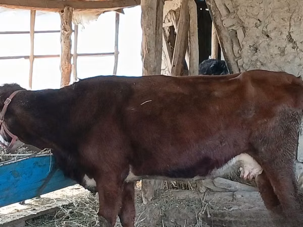 Kuh, Rinder — Usbekistan