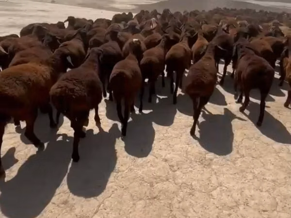 भेड़, Dala sheep — कज़ाखस्तान