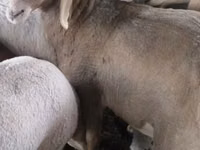 Қой, Tian-Shan semifinewool sheep — 8-сурет