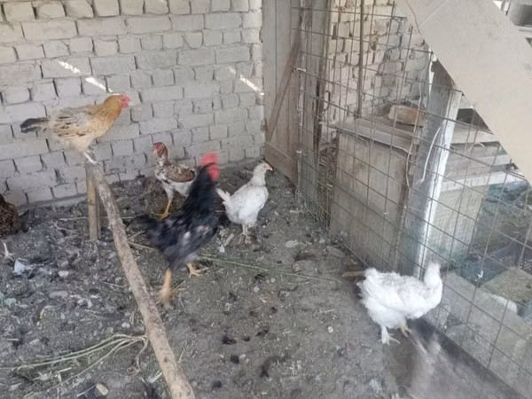 Chickens — Uzbekistán