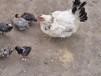 Chickens — الصورة 1