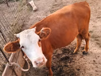 Rinder (Partie, Geschlecht nicht angegeben), Simmental cattle — Foto 2