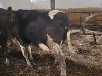 Vaca, Russian Black pied cattle — foto 3