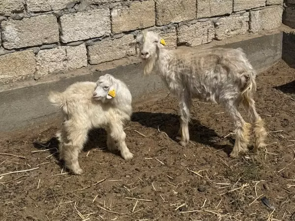 Ziegenbock, Ziegen