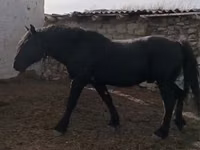 公马, Horses — 照片 3