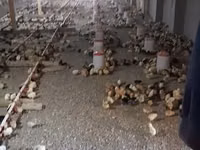 Chickens — Foto 2