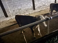 公牛, Latvian Blue cattle — 照片 3