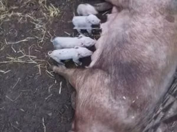 Sow, Pigs