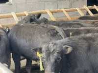 ثور, Simmental cattle — الصورة 1