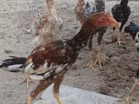 Chickens — Foto 6