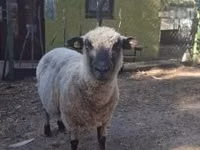 Қошқар, Shroshire sheep — 1-сурет
