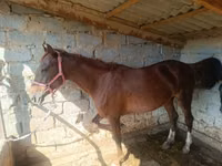 فرس, الخيول — الصورة 3