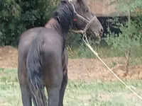 Hengst, Priob horse — Foto 3