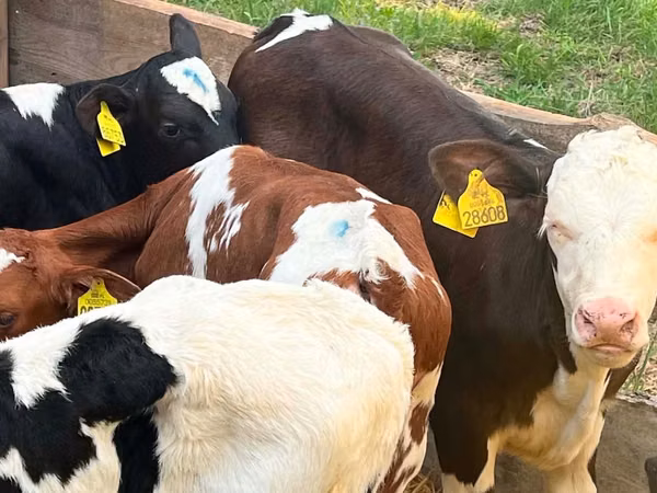 Rinder (Partie, Geschlecht nicht angegeben), Simmental cattle