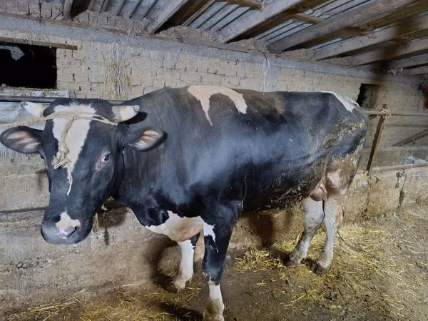 公牛, Russian Black pied cattle — 吉尔吉斯斯坦