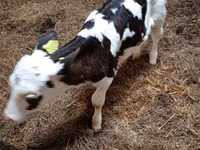 Vaca, Russian Black pied cattle — foto 4
