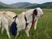 Ziegenbock, Gulabi goats — Foto 3