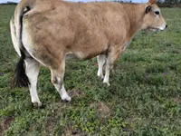 ثور, Partenaise cattle — الصورة 4