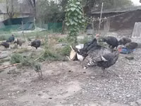 Turkeys — الصورة 7