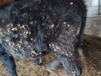 公牛, Simmental cattle — 照片 4
