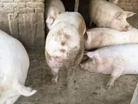 Eber, Schweine — Foto 6