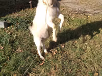 母山羊, Goats — 照片 4