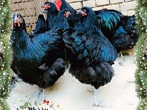 Chickens — Usbekistan