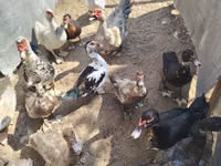 Ducks — الصورة 1