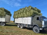 сено люцерна жоношка урлон свежый укос жоношка сатамын кез келген жерг — Foto 1